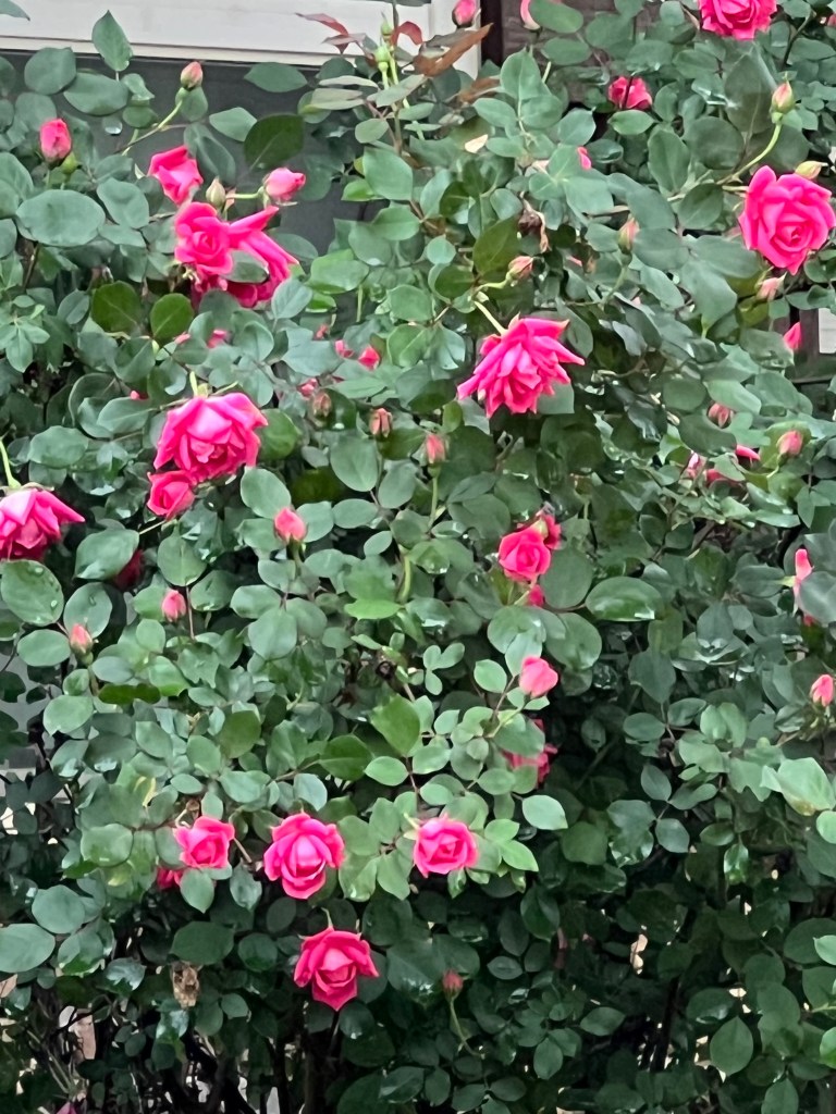 rose bush with beautiful magenta new blossoms (Photo by Donna Marie Johnson)